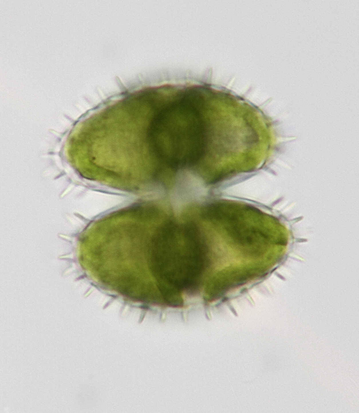 Staurastrum kouwetsii